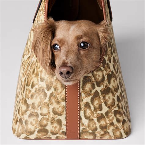 CELINE Introduces Dog Accessories Line Captured by Hedi .